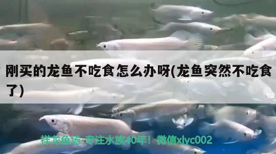 剛買的龍魚不吃食怎么辦呀(龍魚突然不吃食了) 剛買的龍魚不吃食怎么辦呀(龍魚突然不吃食了) 觀賞魚百科