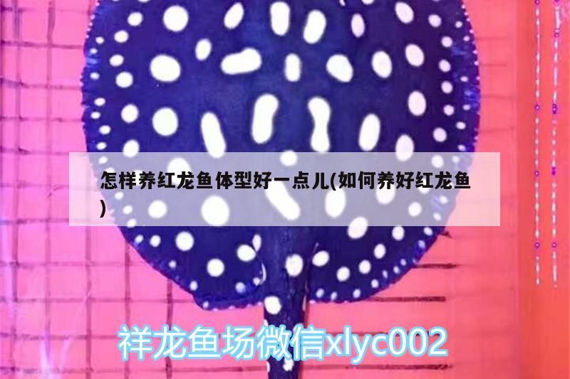 怎樣養紅龍魚體型好一點兒(如何養好紅龍魚)