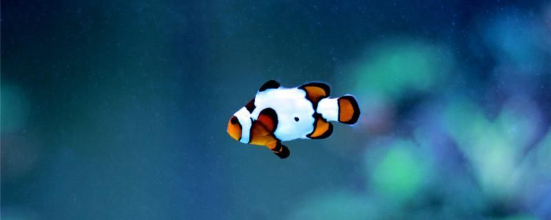 太原哪里魚缸便宜又好賣（太原魚缸定做價格是多少） 太原哪里魚缸便宜又好賣（太原魚缸定做價格是多少） 觀賞魚百科