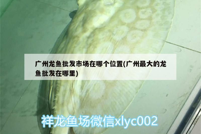 印尼虎魚多少溫度飼養(yǎng)最好:印尼虎魚多少溫度飼養(yǎng)最好印尼虎魚多少溫度飼養(yǎng)最好 廣州龍魚批發(fā)市場在哪個位置(廣州最大的龍魚批發(fā)在哪里) 觀賞魚百科 廣州龍魚批發(fā)市場在哪個位置(廣州最大的龍魚批發(fā)在哪里) 廣州龍魚批發(fā)市場在哪個位置(廣州最大的龍魚批發(fā)在哪里) 觀賞魚百科