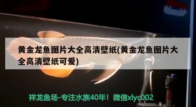 黃金龍魚圖片大全高清壁紙(黃金龍魚圖片大全高清壁紙可愛)