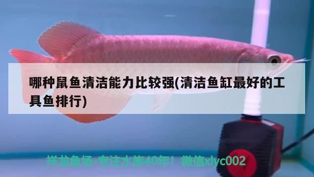 哪種鼠魚清潔能力比較強(qiáng)(清潔魚缸最好的工具魚排行) 哪種鼠魚清潔能力比較強(qiáng)(清潔魚缸最好的工具魚排行) 觀賞魚百科
