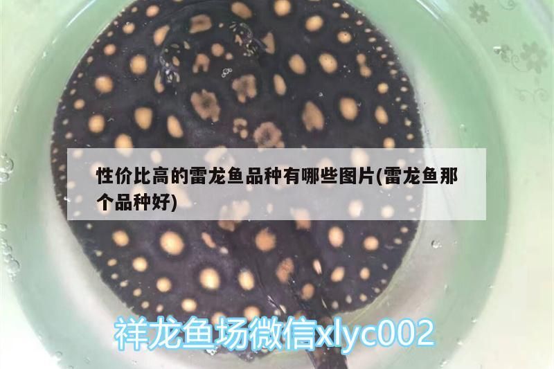 性價比高的雷龍魚品種有哪些圖片(雷龍魚那個品種好) 性價比高的雷龍魚品種有哪些圖片(雷龍魚那個品種好) 觀賞魚百科