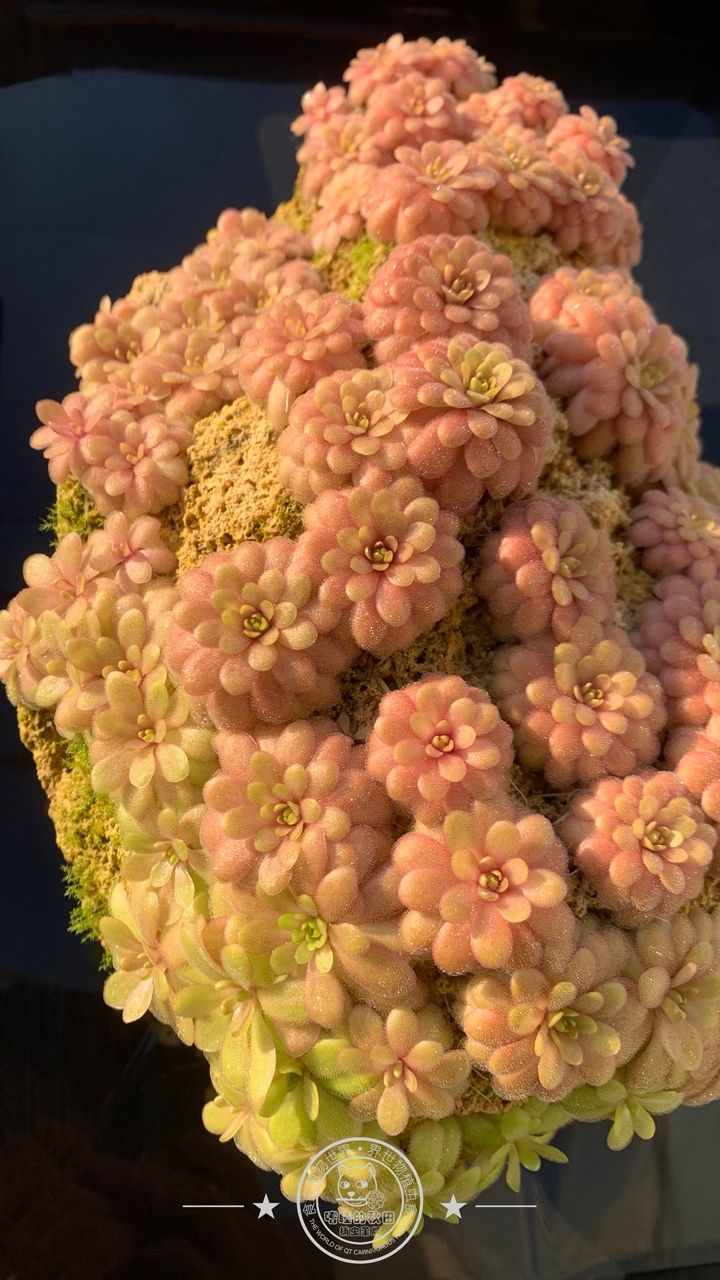 陽光明媚的周末在家賞堇 龍魚論壇 第6張 陽光明媚的周末在家賞堇 陽光明媚的周末在家賞堇 龍魚論壇 第6張