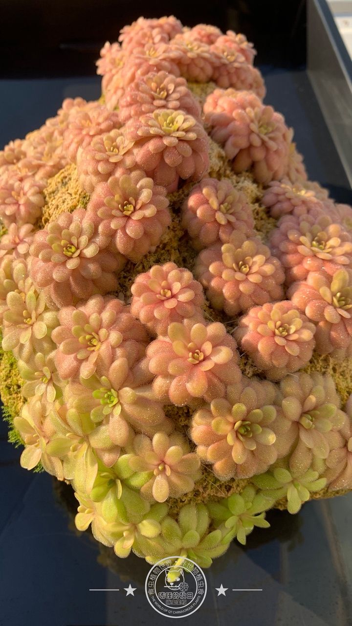 陽光明媚的周末在家賞堇 龍魚論壇 第8張 陽光明媚的周末在家賞堇 陽光明媚的周末在家賞堇 龍魚論壇 第8張