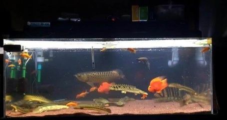 小紅龍魚溫度多少合適養(小紅龍魚溫度多少合適養魚)