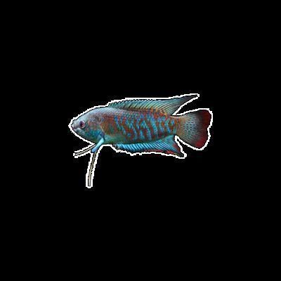 十堰龍魚水族店：十堰龍魚水族店[需手動填充]十堰龍魚水族店[需手動填充][需手動填充]原十堰龍魚水族店 十堰龍魚水族店：十堰龍魚水族店[需手動填充]十堰龍魚水族店[需手動填充][需手動填充]原十堰龍魚水族店 觀賞魚百科 第3張