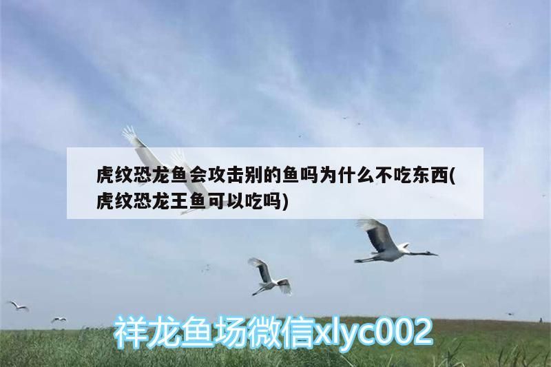 虎紋恐龍魚會(huì)攻擊別的魚嗎為什么不吃東西(虎紋恐龍王魚可以吃嗎)