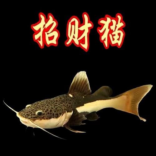 黃金貓魚優缺點 黃金貓魚優缺點 觀賞魚百科 第5張