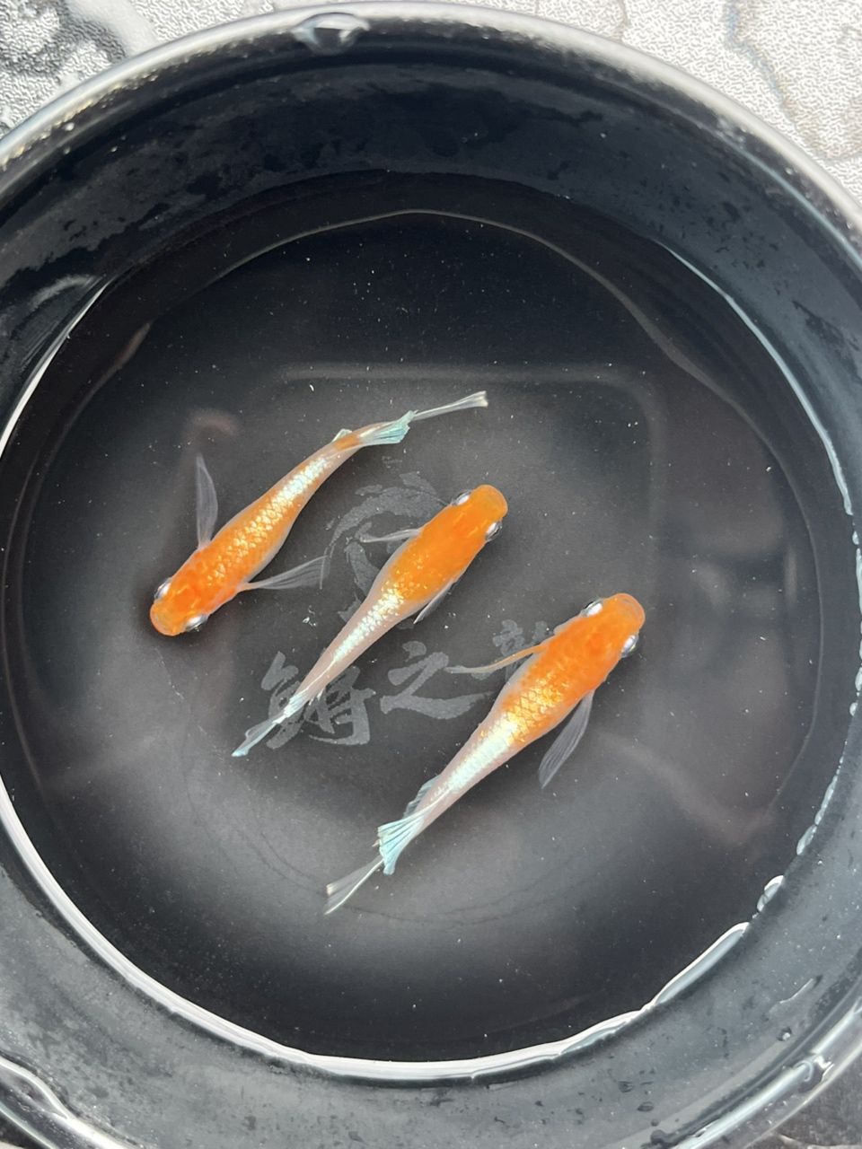 最近勢頭正盛的小型觀賞魚觀背青鳉 龍魚論壇 第1張 最近勢頭正盛的小型觀賞魚觀背青鳉 最近勢頭正盛的小型觀賞魚觀背青鳉 龍魚論壇 第1張