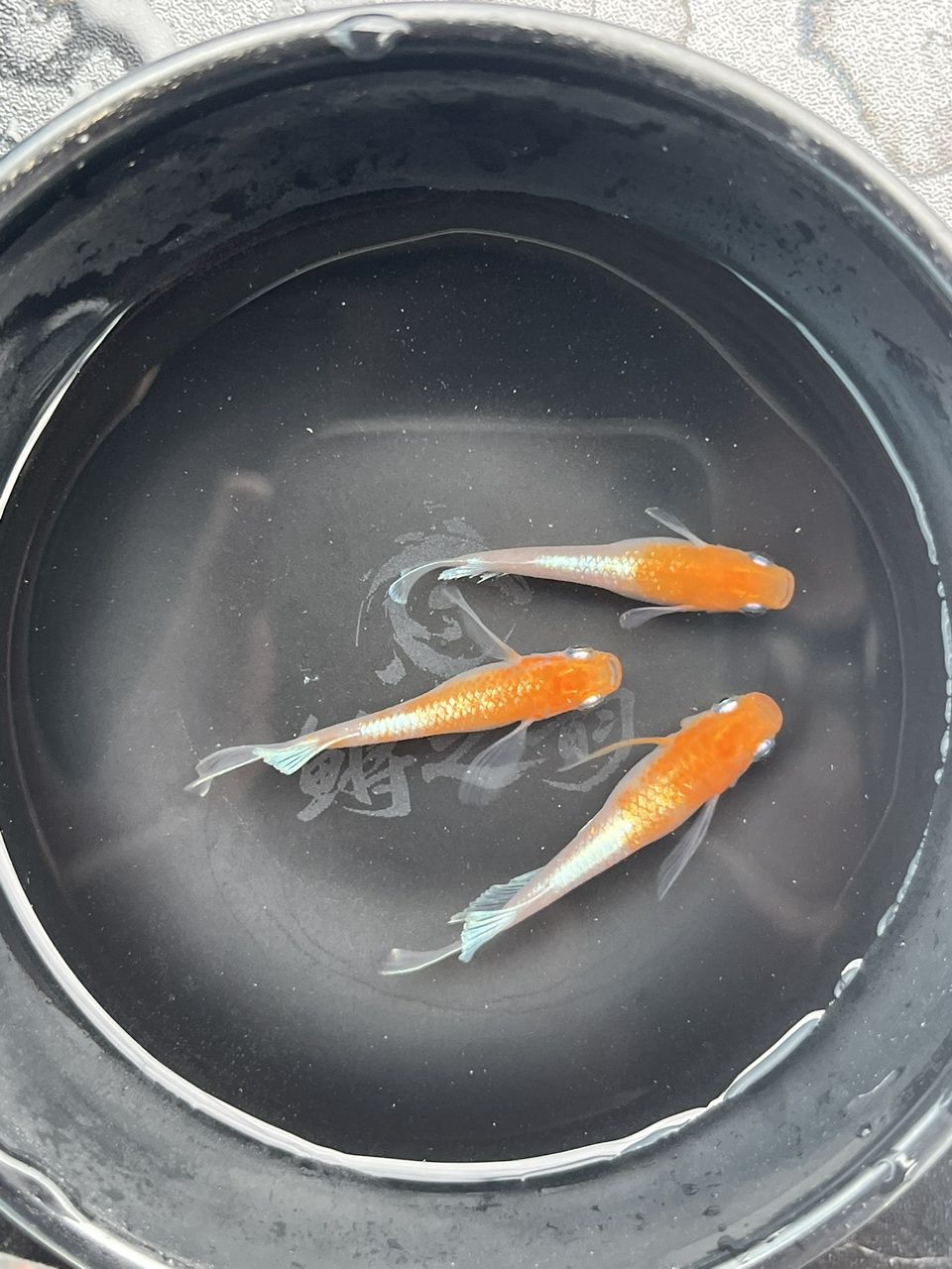 最近勢頭正盛的小型觀賞魚觀背青鳉 龍魚論壇 第2張 最近勢頭正盛的小型觀賞魚觀背青鳉 最近勢頭正盛的小型觀賞魚觀背青鳉 龍魚論壇 第2張