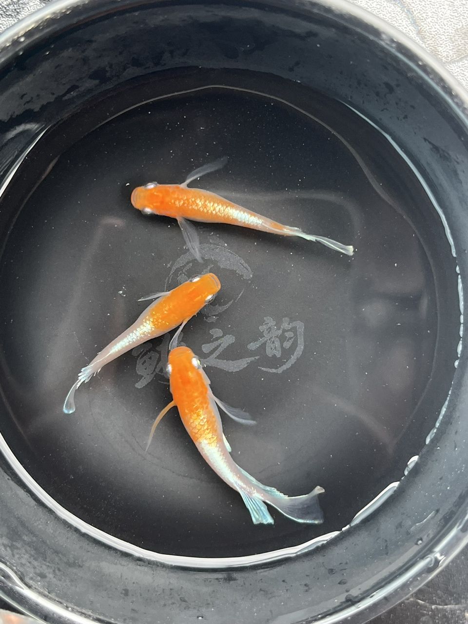 最近勢頭正盛的小型觀賞魚觀背青鳉 龍魚論壇 第3張 最近勢頭正盛的小型觀賞魚觀背青鳉 最近勢頭正盛的小型觀賞魚觀背青鳉 龍魚論壇 第3張