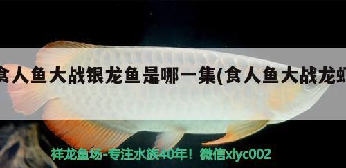 食人魚大戰銀龍魚是哪一集(食人魚大戰龍蝦)