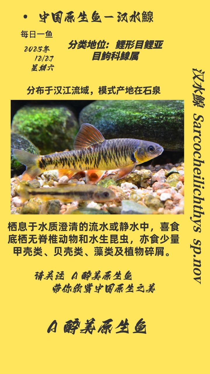 漢水鰁