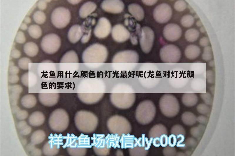 龍魚(yú)用什么顏色的燈光最好呢(龍魚(yú)對(duì)燈光顏色的要求) 龍魚(yú)用什么顏色的燈光最好呢(龍魚(yú)對(duì)燈光顏色的要求) 觀賞魚(yú)百科