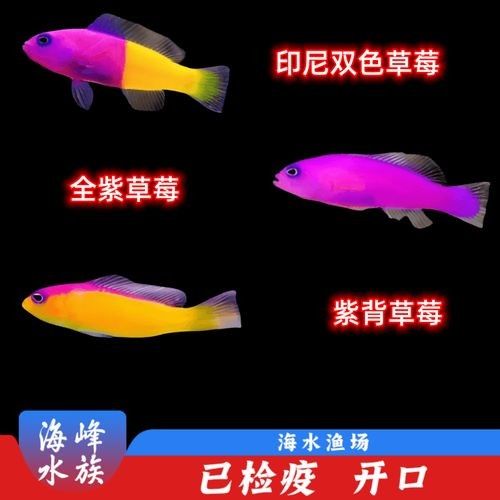 紫背金龍魚屬于什么檔次