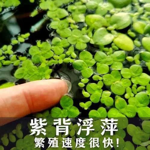 紫背金龍魚屬于什么檔次