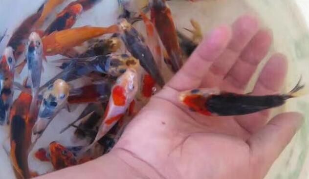觀賞魚批發網app:觀賞魚批發app 觀賞魚百科 第1張 觀賞魚批發網app:觀賞魚批發app 觀賞魚批發網app:觀賞魚批發app 觀賞魚百科 第1張