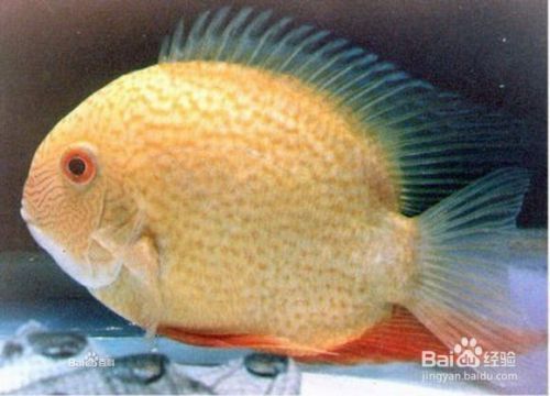 家里龍魚跳缸是好還是壞（家里的龍魚跳缸是好是壞，這5種行為應該被視為警示信號）