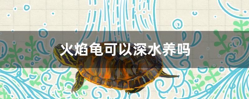 龍魚需要多少溫度的水才能活（龍魚需要多少溫度的水才能活下來） 龍魚需要多少溫度的水才能活（龍魚需要多少溫度的水才能活下來） 觀賞魚百科