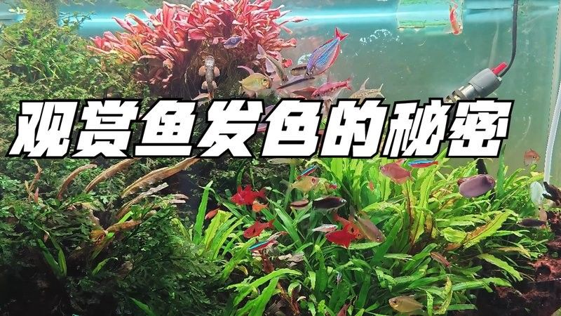 魚(yú)增色的最佳方法