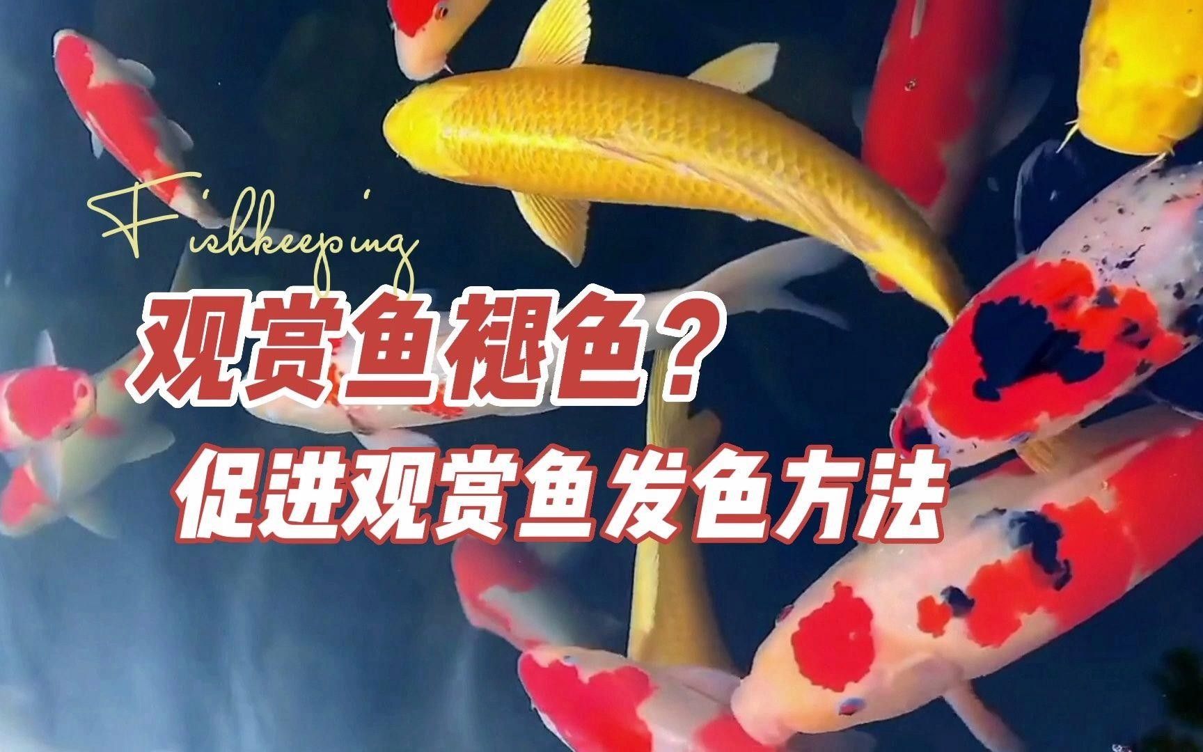 魚(yú)增色的最佳方法
