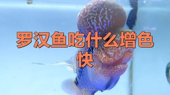 魚(yú)增色的最佳方法