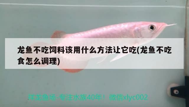 龍魚不吃飼料該用什么方法讓它吃(龍魚不吃食怎么調理)