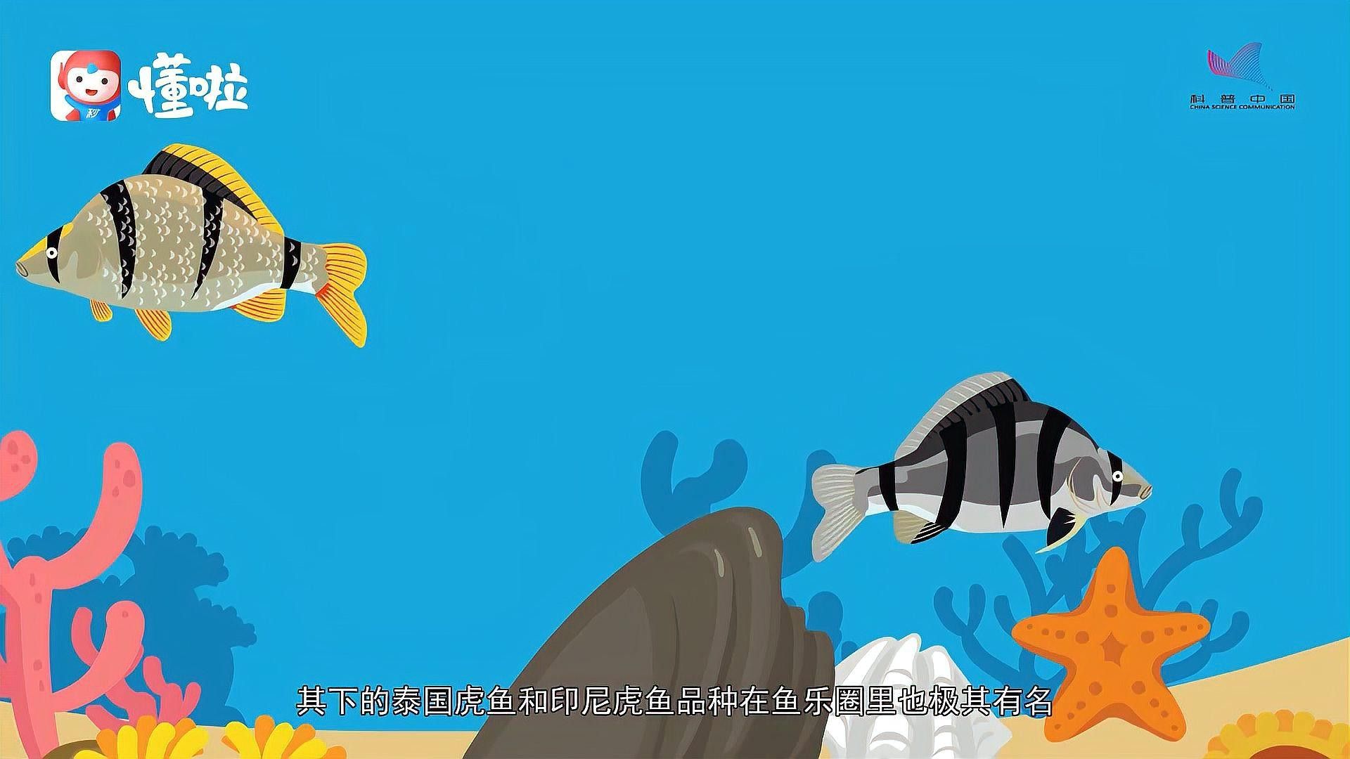 印尼虎和泰國虎的區(qū)別圖片