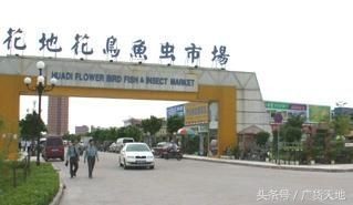 芳村花鳥市場在哪里有接送的：廣州花卉博覽園探秘芳村花鳥市場 芳村花鳥市場在哪里有接送的：廣州花卉博覽園探秘芳村花鳥市場 觀賞魚百科 第1張