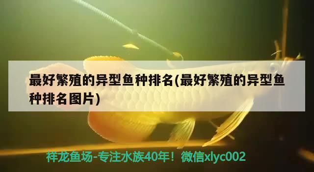 最好繁殖的異型魚種排名(最好繁殖的異型魚種排名圖片) 最好繁殖的異型魚種排名(最好繁殖的異型魚種排名圖片) 觀賞魚百科