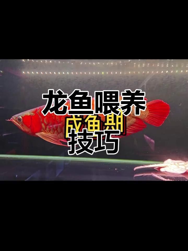三元龍魚為何要少吃 三元龍魚為何要少吃 觀賞魚百科 第3張
