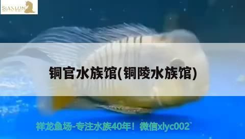 紅龍魚用黃燈烤有用嗎 銅官水族館(銅陵水族館) 觀賞魚百科 銅官水族館(銅陵水族館) 銅官水族館(銅陵水族館) 觀賞魚百科