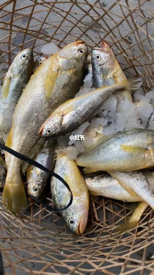 紅口魚圖片 紅口魚圖片 觀賞魚百科 第3張