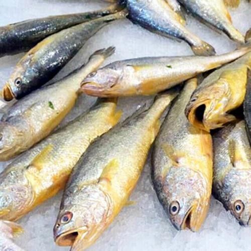 紅口魚圖片 紅口魚圖片 觀賞魚百科 第4張