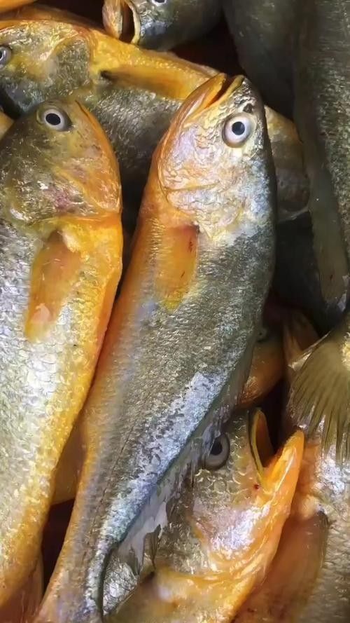 紅口魚圖片 紅口魚圖片 觀賞魚百科 第2張