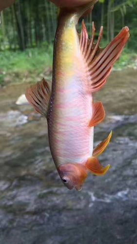 紅口魚圖片 紅口魚圖片 觀賞魚百科 第5張