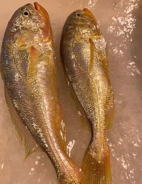 紅口魚圖片 紅口魚圖片 觀賞魚百科 第7張