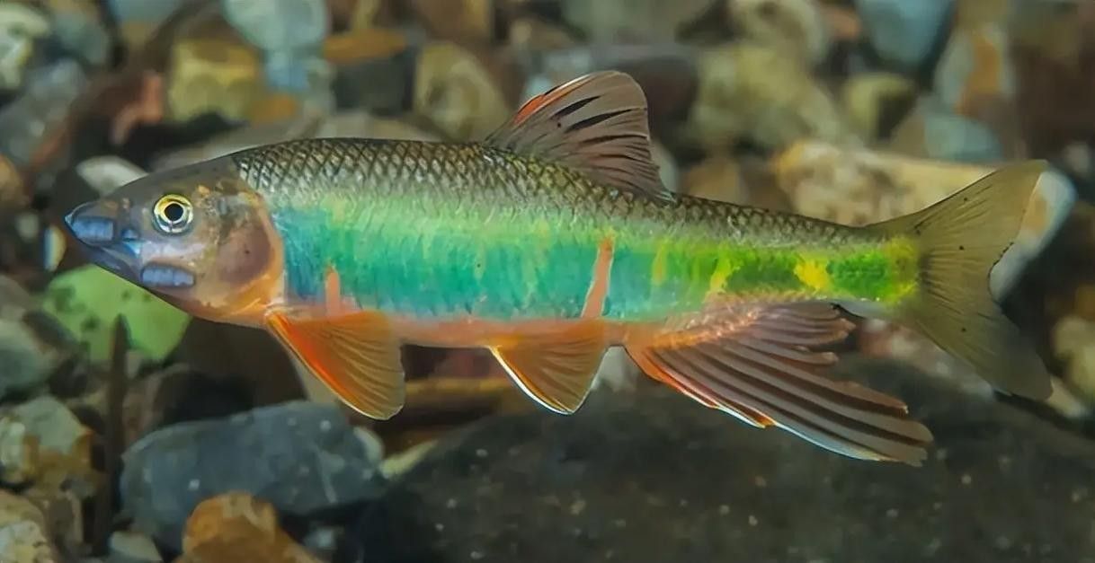 紅口魚圖片 紅口魚圖片 觀賞魚百科 第6張