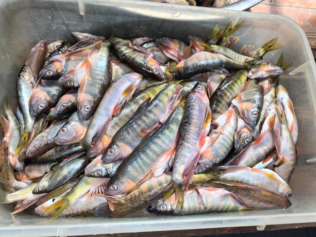 紅口魚圖片 紅口魚圖片 觀賞魚百科 第8張