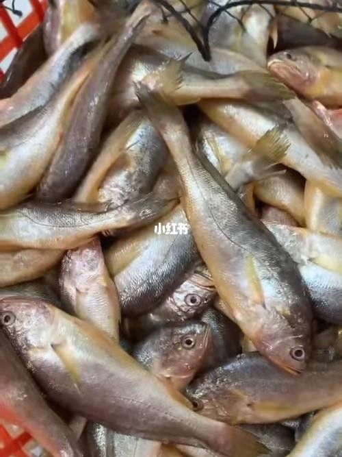 紅口魚圖片 紅口魚圖片 觀賞魚百科 第9張