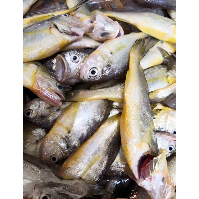 紅口魚圖片 紅口魚圖片 觀賞魚百科 第13張