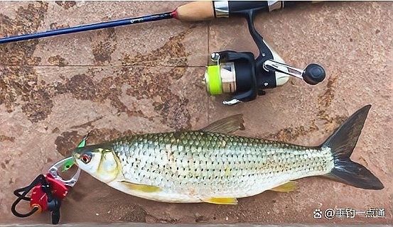 紅口魚圖片 紅口魚圖片 觀賞魚百科 第14張