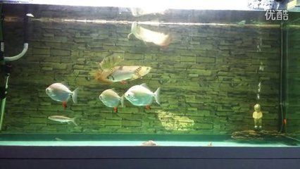 巴西亞魚混養常見問題（巴西亞魚與龍魚混養需要注意體形差異、水質管理、食物分配策略）