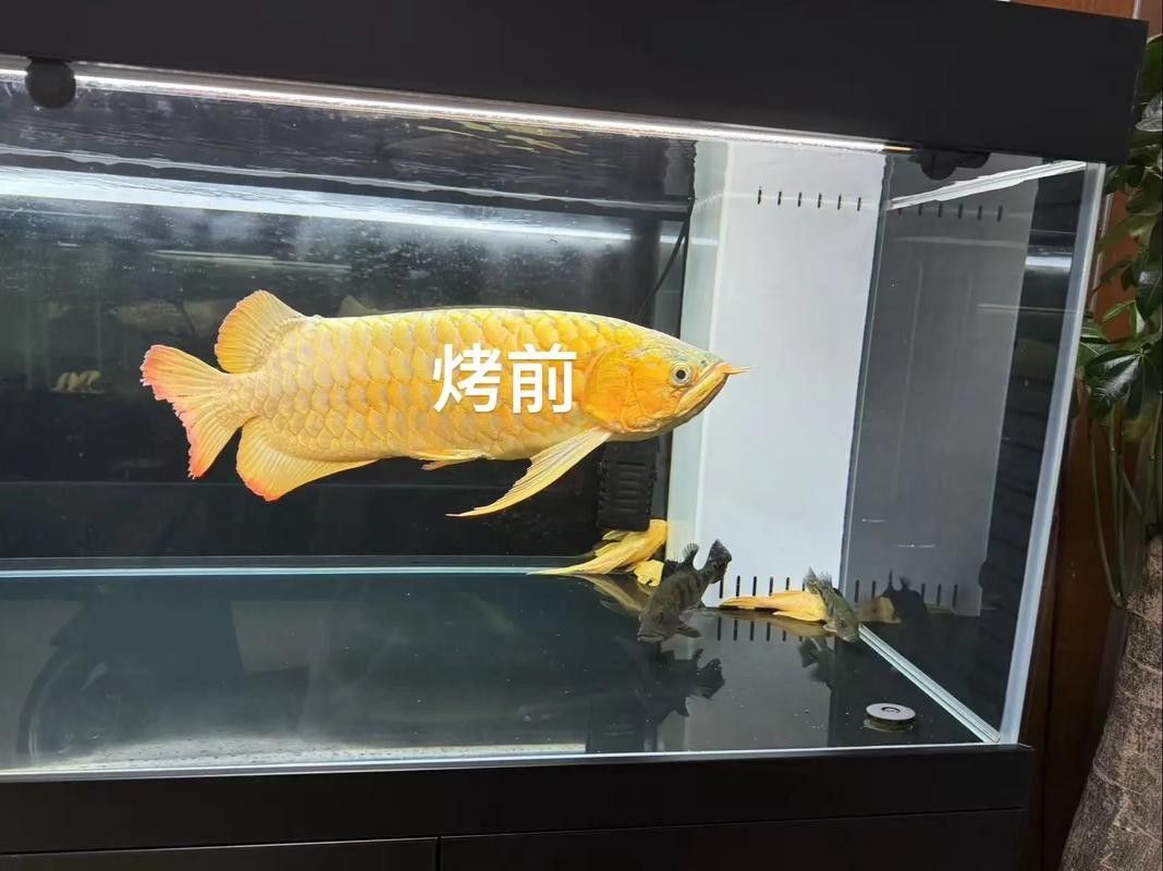 龍魚上色最簡單三個步驟 觀賞魚百科 第6張 龍魚上色最簡單三個步驟 龍魚上色最簡單三個步驟 觀賞魚百科 第6張