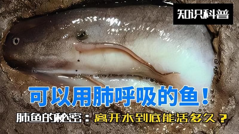肺魚離開水能活多久 肺魚離開水能活多久 觀賞魚百科 第2張