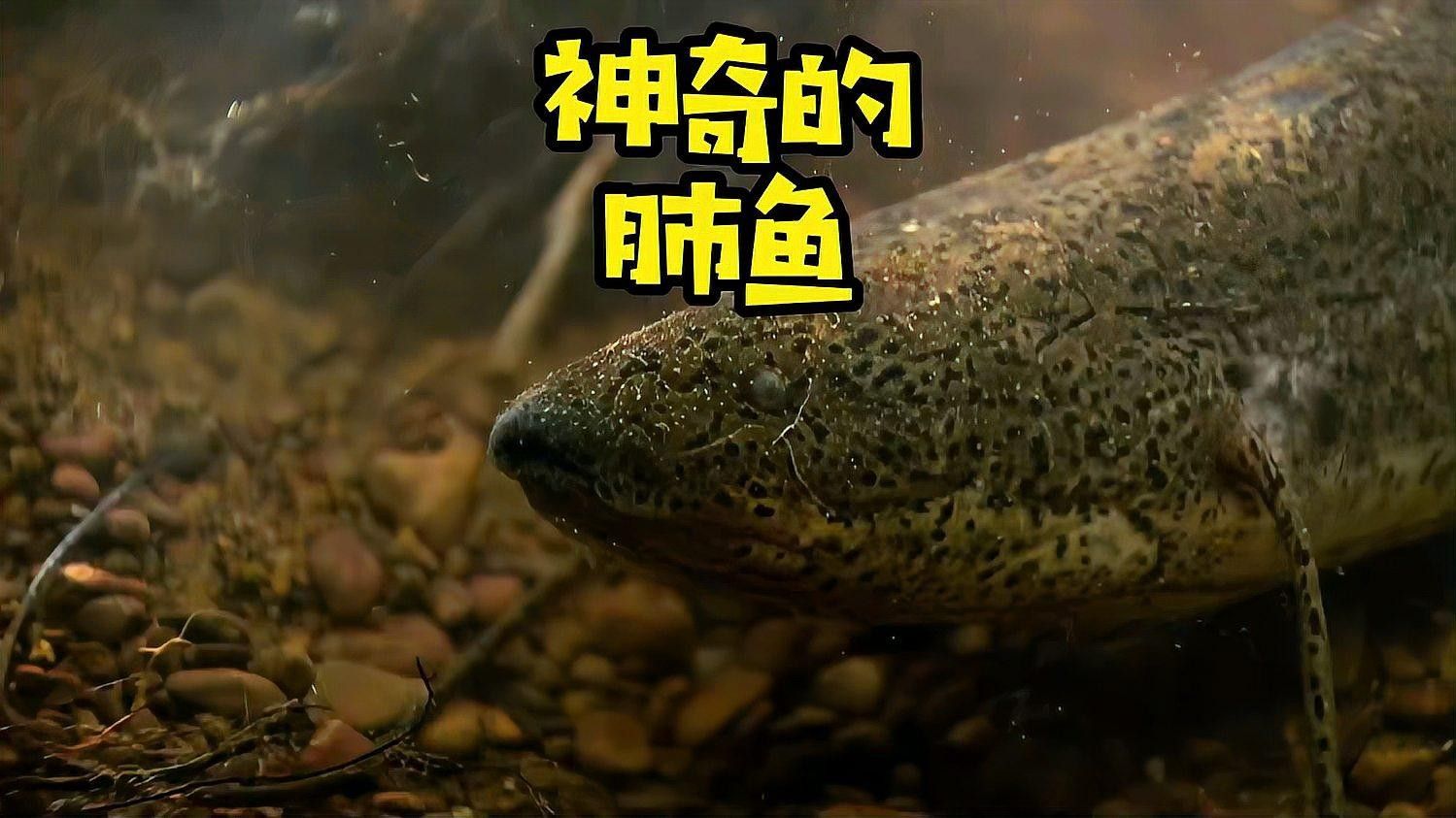 肺魚離開水能活多久 肺魚離開水能活多久 觀賞魚百科 第1張