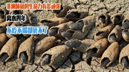 肺魚離開水能活多久 肺魚離開水能活多久 觀賞魚百科 第4張