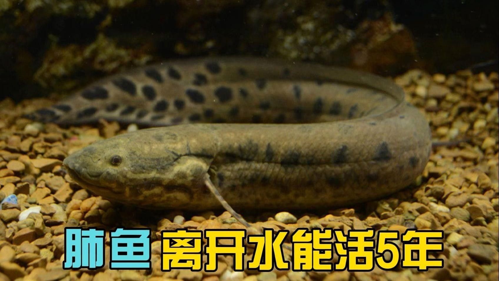 肺魚離開水能活多久 肺魚離開水能活多久 觀賞魚百科 第5張