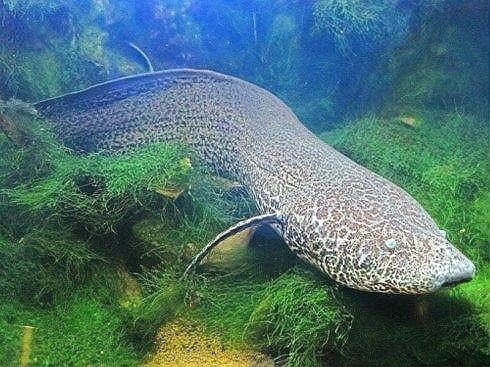 肺魚離開水能活多久 肺魚離開水能活多久 觀賞魚百科 第6張